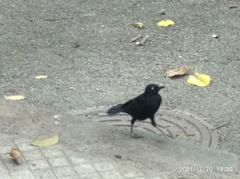 Quiscalus lugubris lugubris