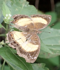 Junonia terea terea