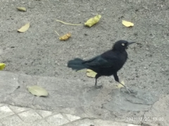 Quiscalus lugubris lugubris