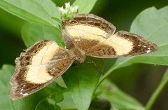 Junonia terea terea