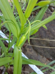 Walleria nutans