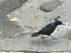 Quiscalus lugubris lugubris