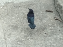 Quiscalus lugubris lugubris