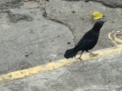 Quiscalus lugubris lugubris