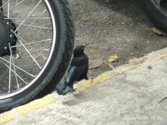 Quiscalus lugubris lugubris