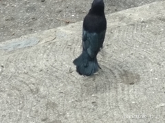 Quiscalus lugubris lugubris