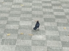 Quiscalus lugubris lugubris