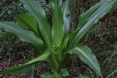 Eucomis autumnalis