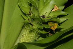 Eucomis autumnalis