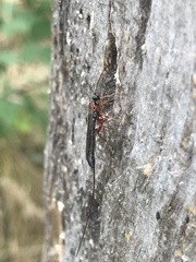 Ichneumonidae