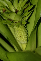 Eucomis autumnalis