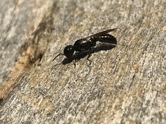 Crossocerus