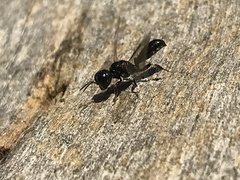 Crossocerus