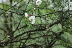 Rosa omeiensis