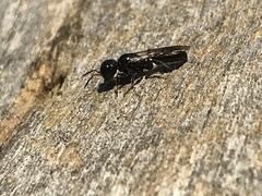 Crossocerus