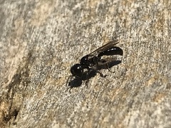 Crossocerus