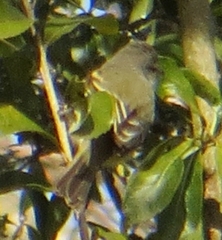 Serpophaga subcristata