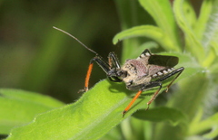Rhynocoris erythrocnemis