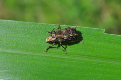 Meconemus aeneus