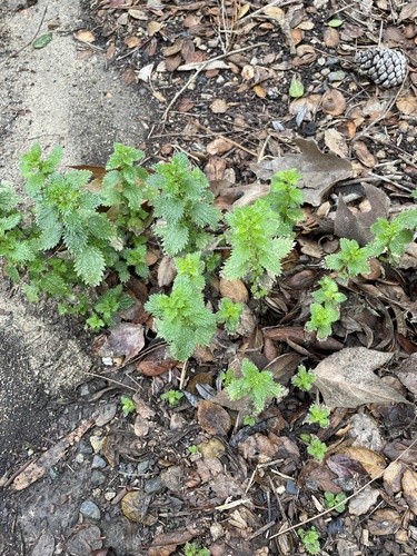 iNaturalist observation photo of Dwarf Nettle
