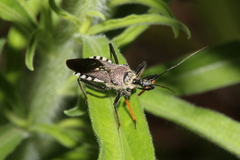 Rhynocoris erythrocnemis
