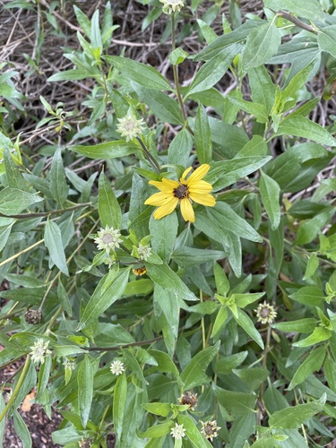 iNaturalist observation photo of California brittlebush