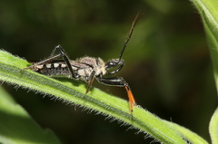 Rhynocoris erythrocnemis