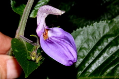 Brillantaisia owariensis