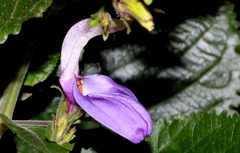 Brillantaisia owariensis
