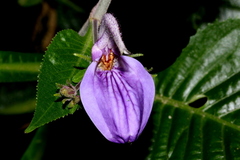 Brillantaisia owariensis