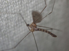 Achyrolimonia decemmaculata