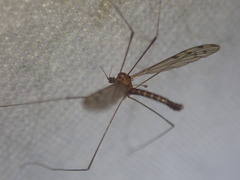 Achyrolimonia decemmaculata