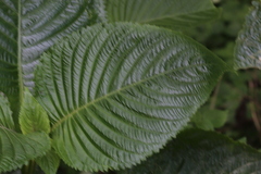 Brillantaisia owariensis