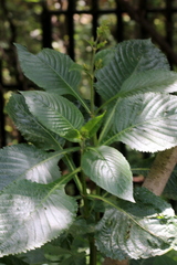 Brillantaisia owariensis