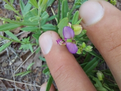 Polygala sphenoptera