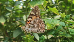 Vanessa cardui