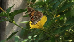 Vanessa cardui
