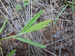 Polygala sphenoptera