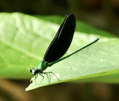 Sapho ciliata