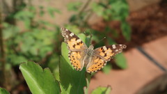 Vanessa cardui