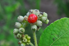 Varronia polycephala