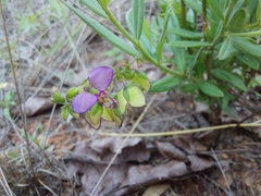 Polygala sphenoptera