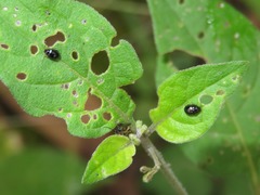 Acallepitrix