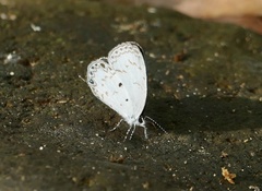 Thermoniphas micylus