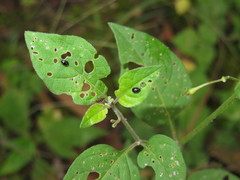 Acallepitrix
