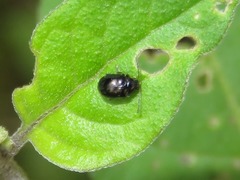 Acallepitrix