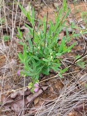 Polygala sphenoptera