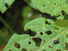 Acallepitrix
