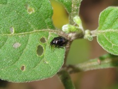 Acallepitrix