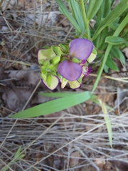 Polygala sphenoptera